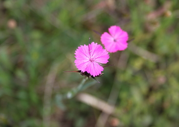 Karthäuser-Nelke (Dianthus carthusianorum) - © Philipp Sengl